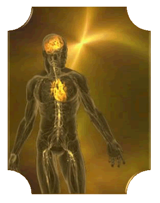 brain, heart, soul, body